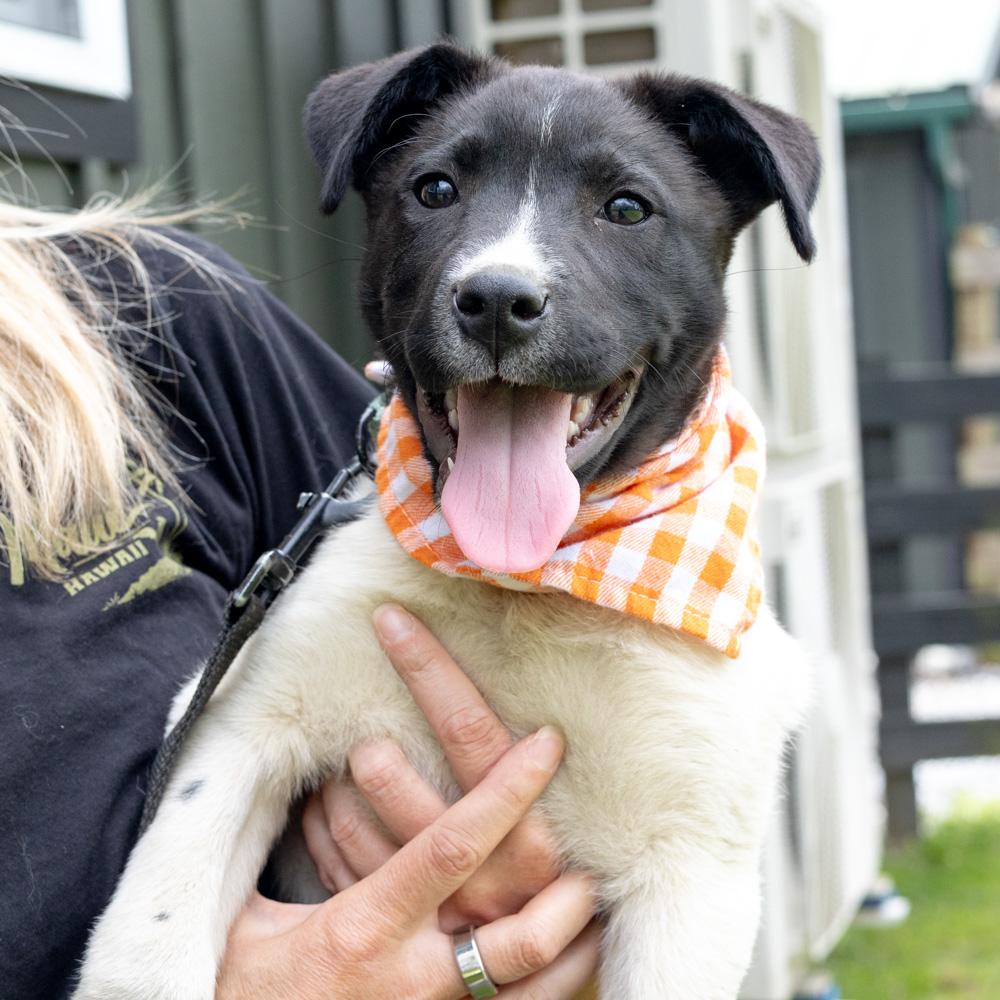 Enlarge Oregano  (Male)   , a Adoptable mixed breed in West Grove, PA image 5/6