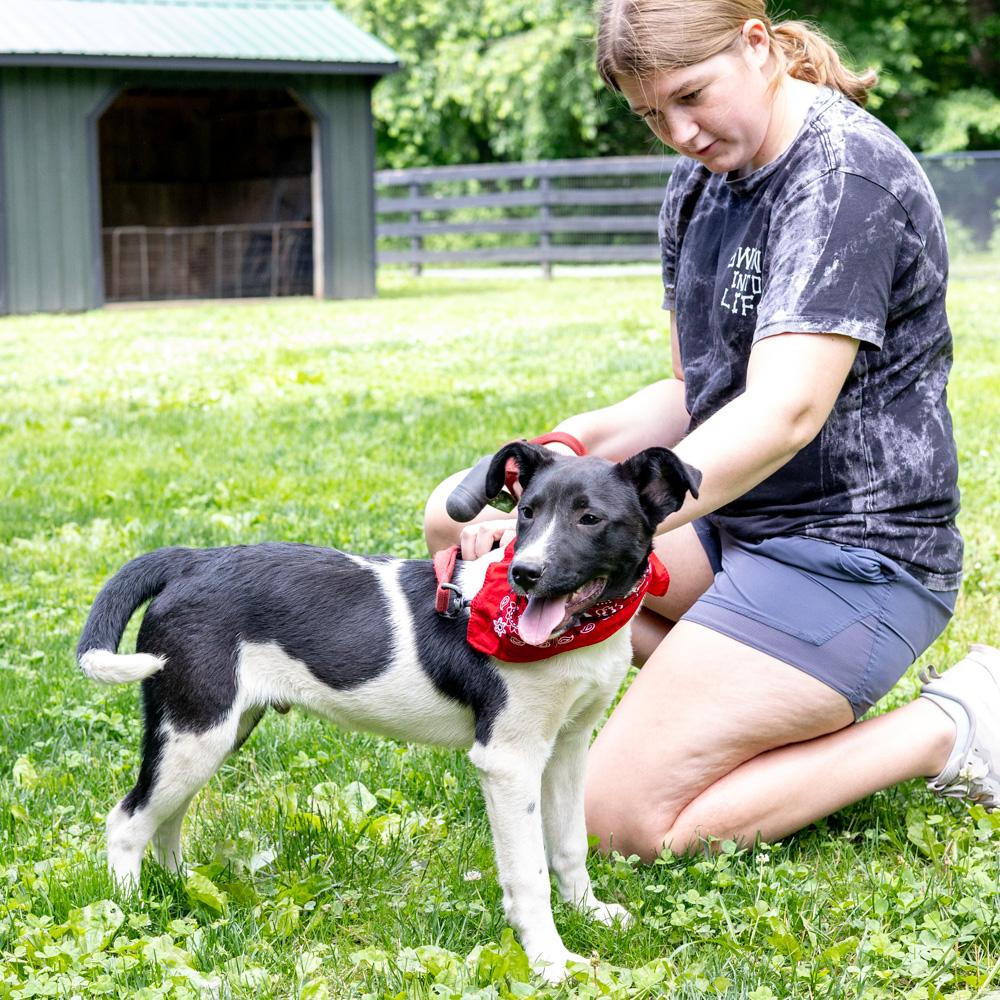 Enlarge Otto (Male), a Adoptable mixed breed in West Grove, PA image 6/6