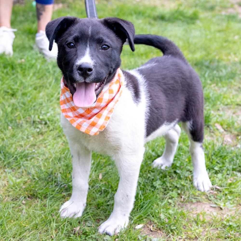 Enlarge Oregano  (Male)   , a Adoptable mixed breed in West Grove, PA image 1/6