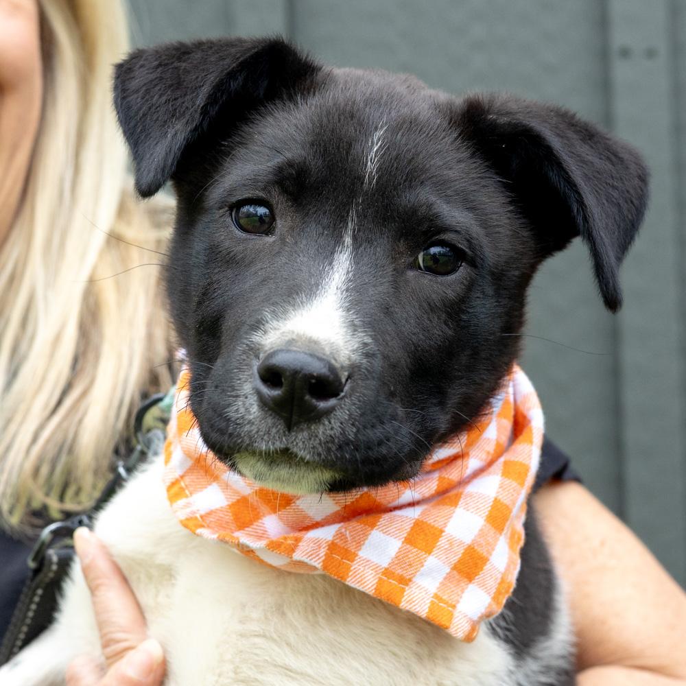 Enlarge Oregano  (Male)   , a Adoptable mixed breed in West Grove, PA image 2/6