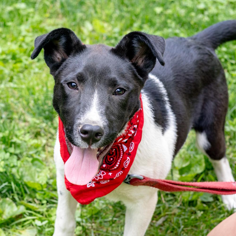 Enlarge Otto (Male), a Adoptable mixed breed in West Grove, PA image 2/6