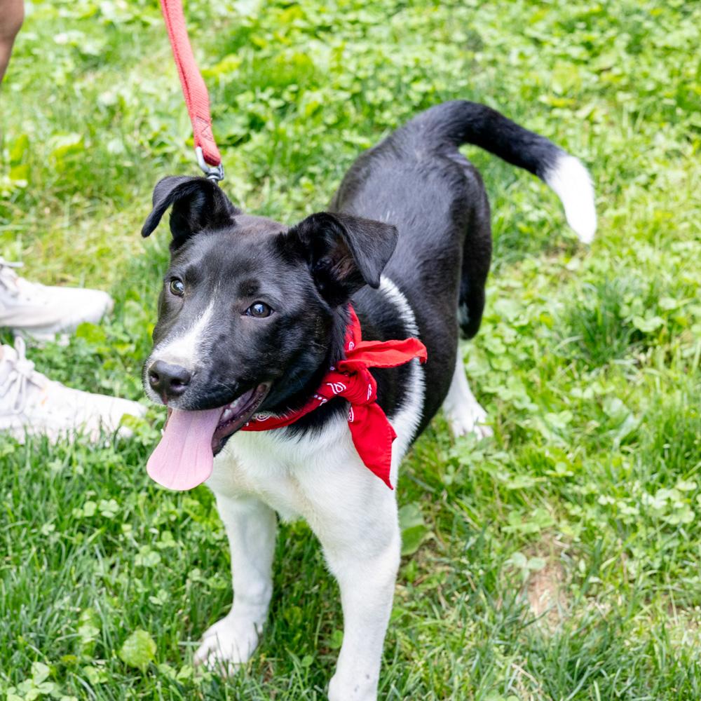 Enlarge Otto (Male), a Adoptable mixed breed in West Grove, PA image 5/6