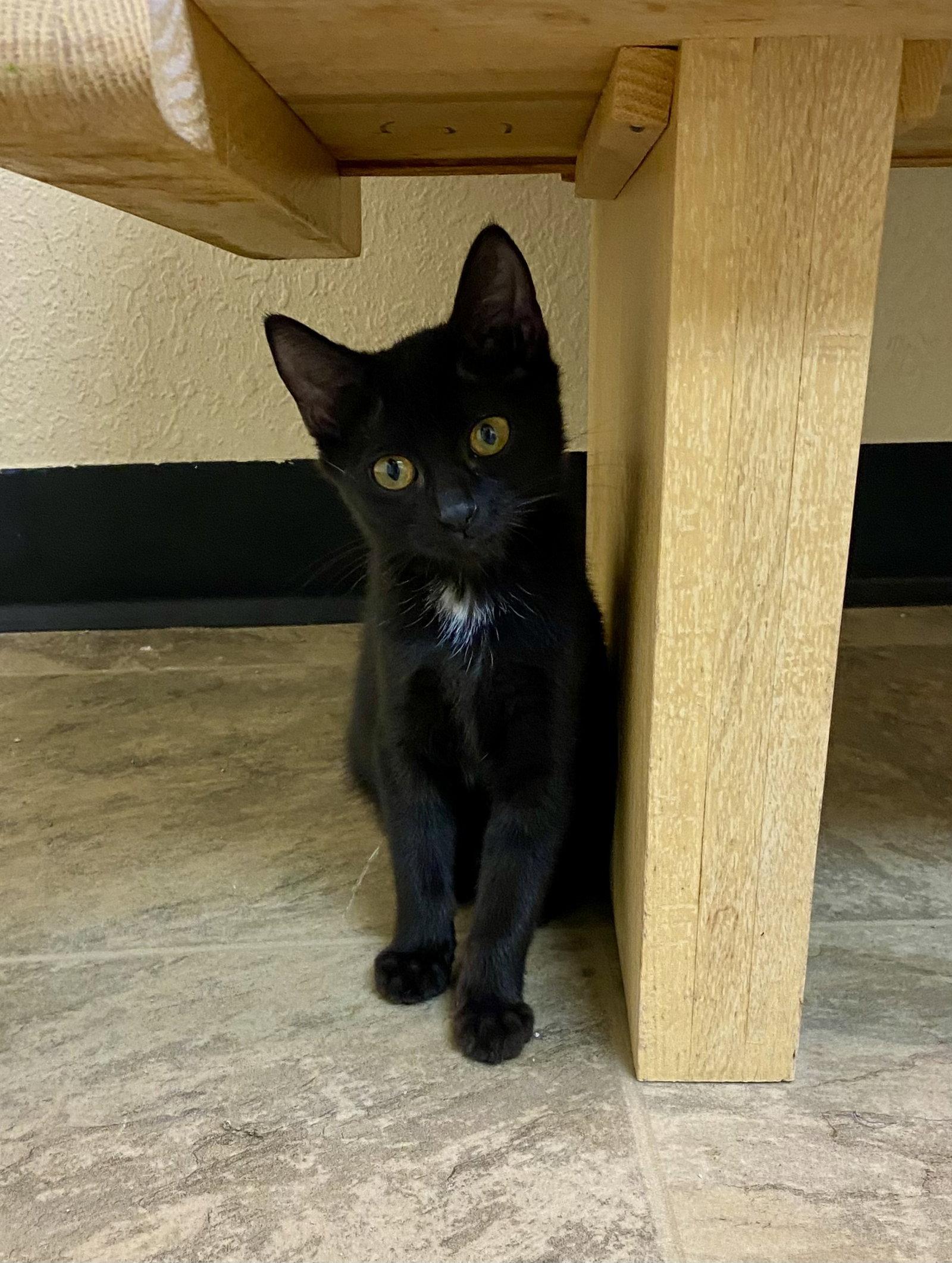 Derrick, Adopted, Young Male Domestic Short Hair.