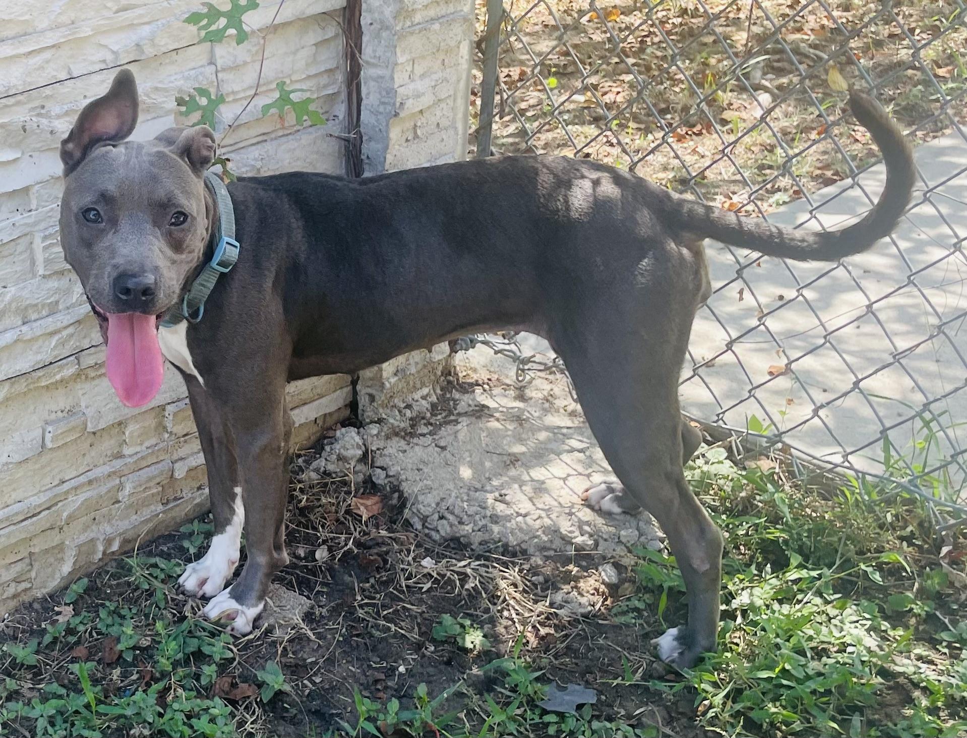 Enlarge Sealy, a Adoptable mixed breed in Seabrook, TX image 3/6