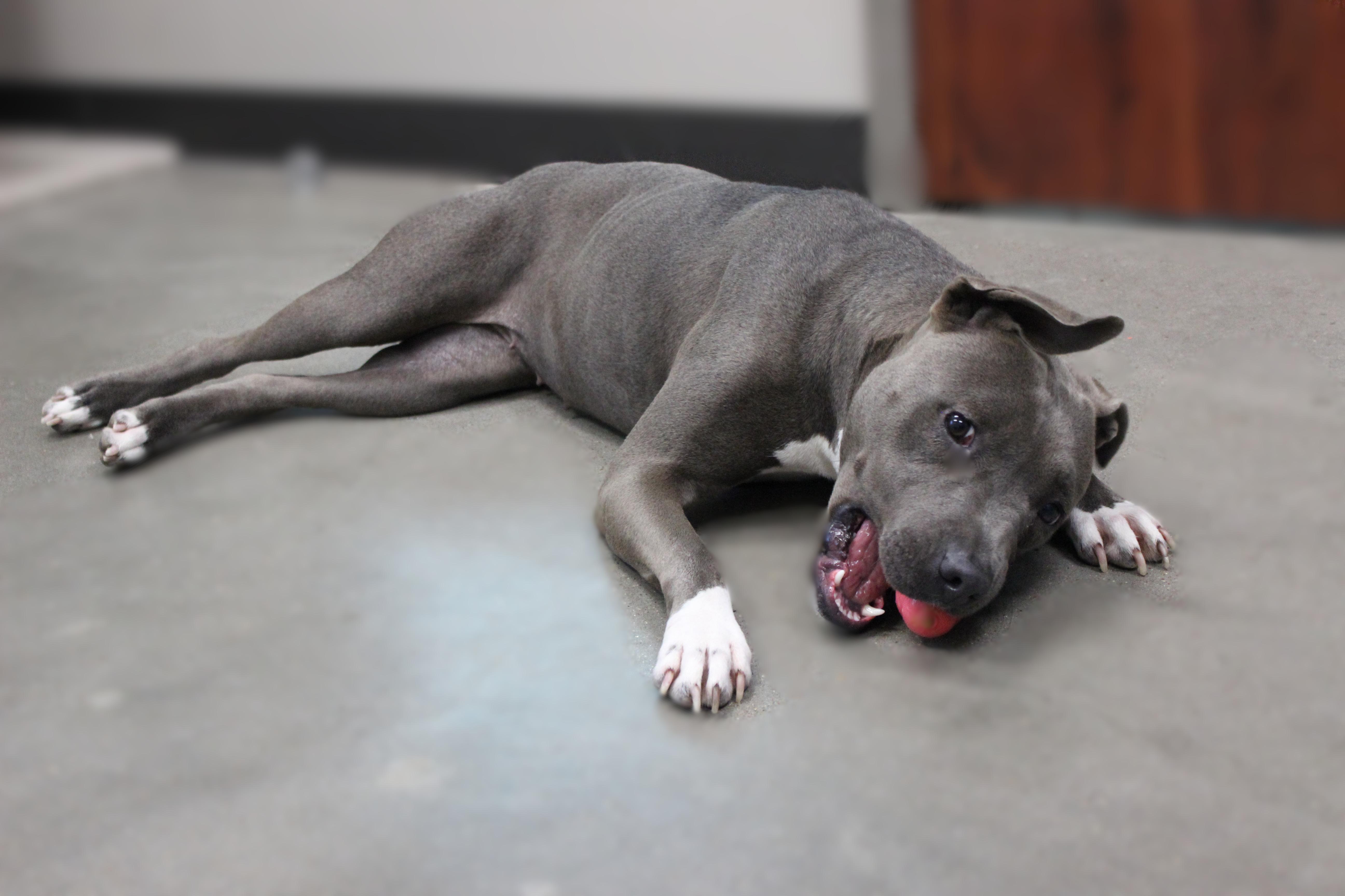 Enlarge Sealy, a Adoptable mixed breed in Seabrook, TX image 1/6