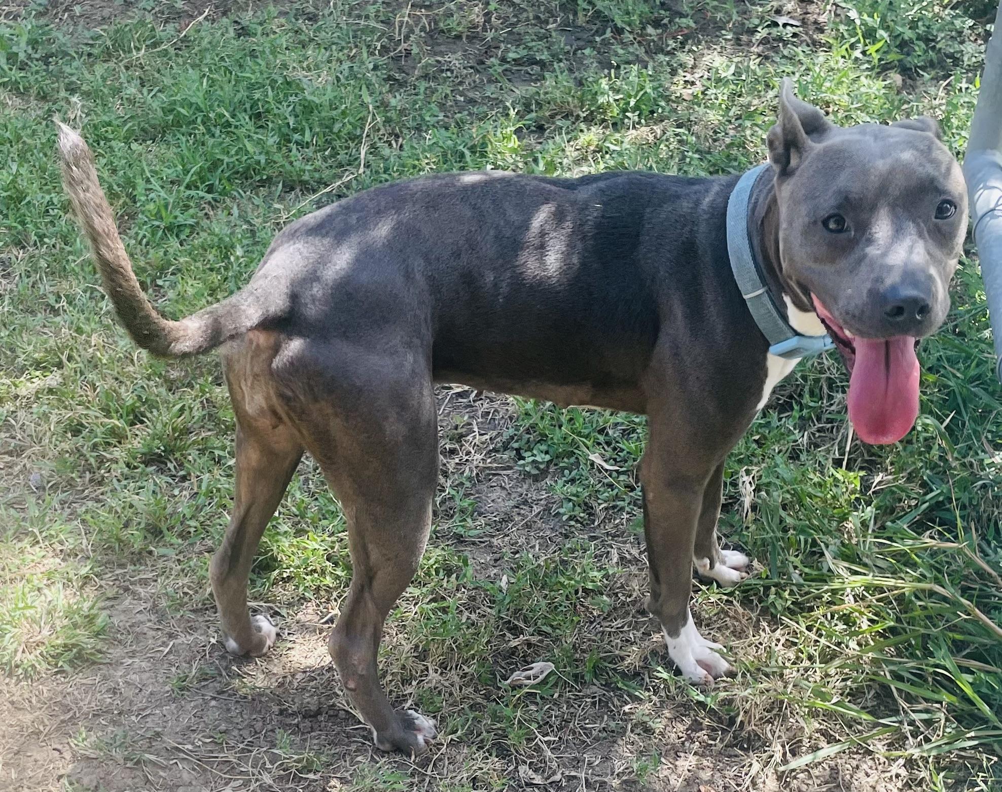 Enlarge Sealy, a Adoptable mixed breed in Seabrook, TX image 6/6