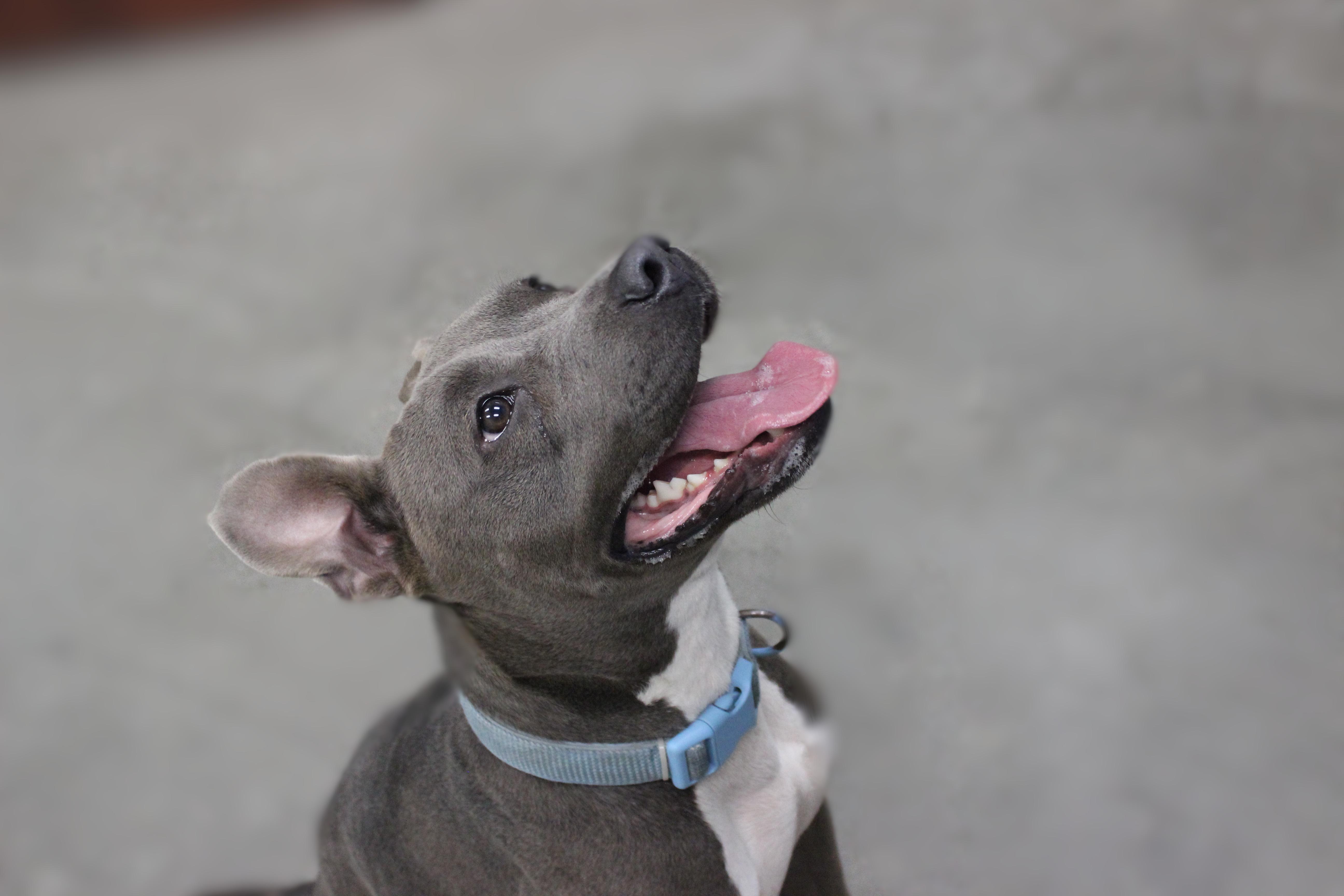 Enlarge Sealy, a Adoptable mixed breed in Seabrook, TX image 2/6