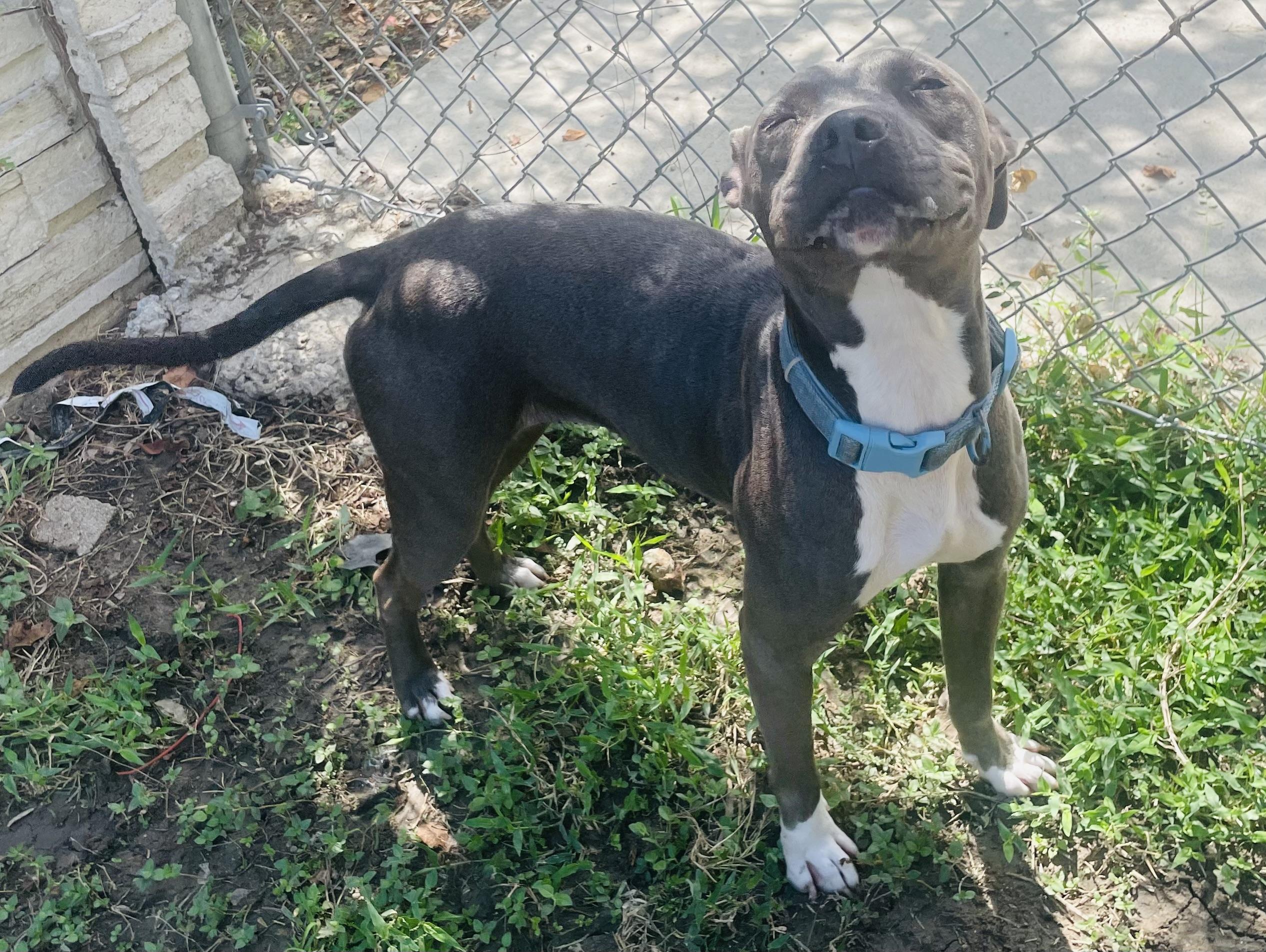Enlarge Sealy, a Adoptable mixed breed in Seabrook, TX image 5/6