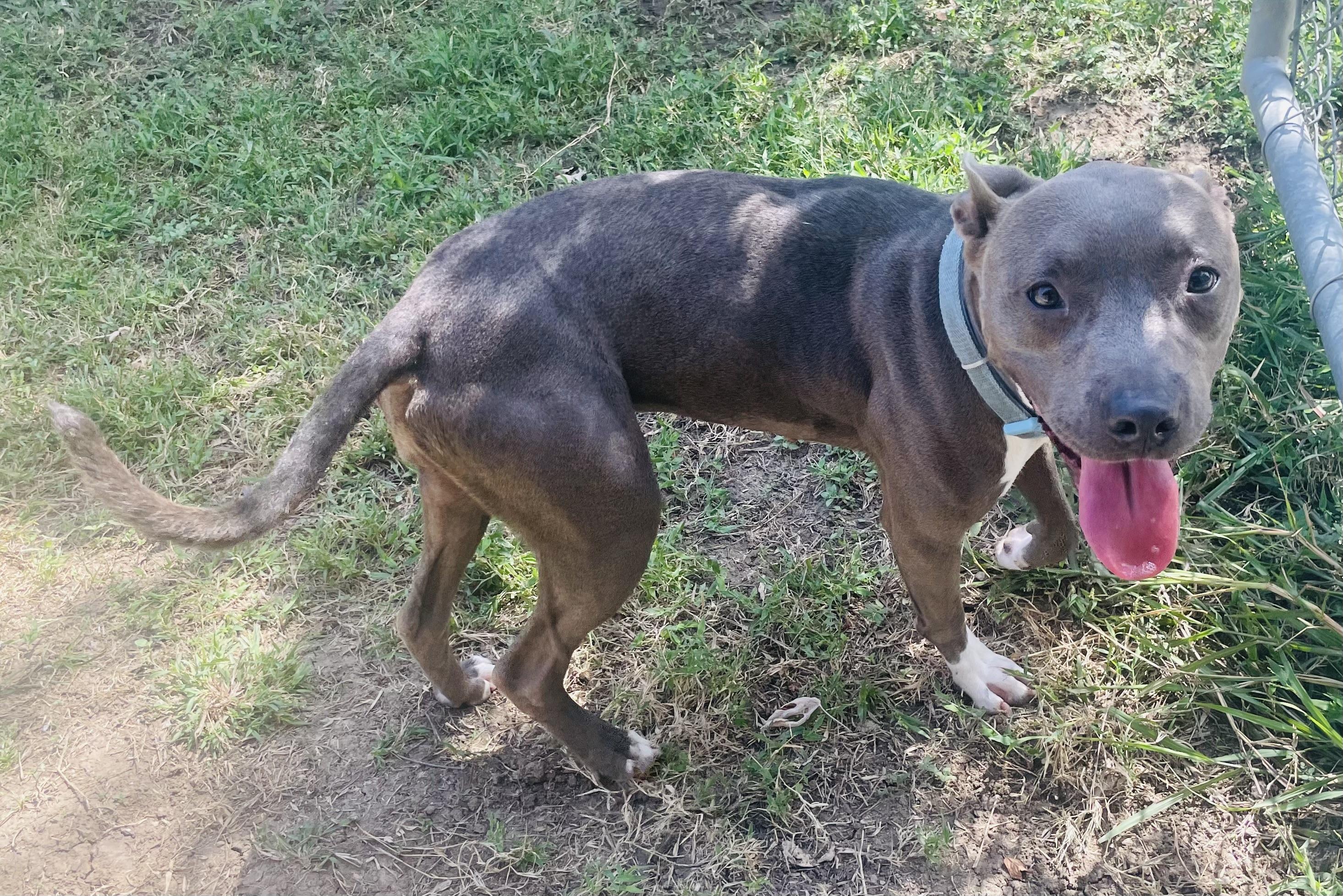 Enlarge Sealy, a Adoptable mixed breed in Seabrook, TX image 4/6