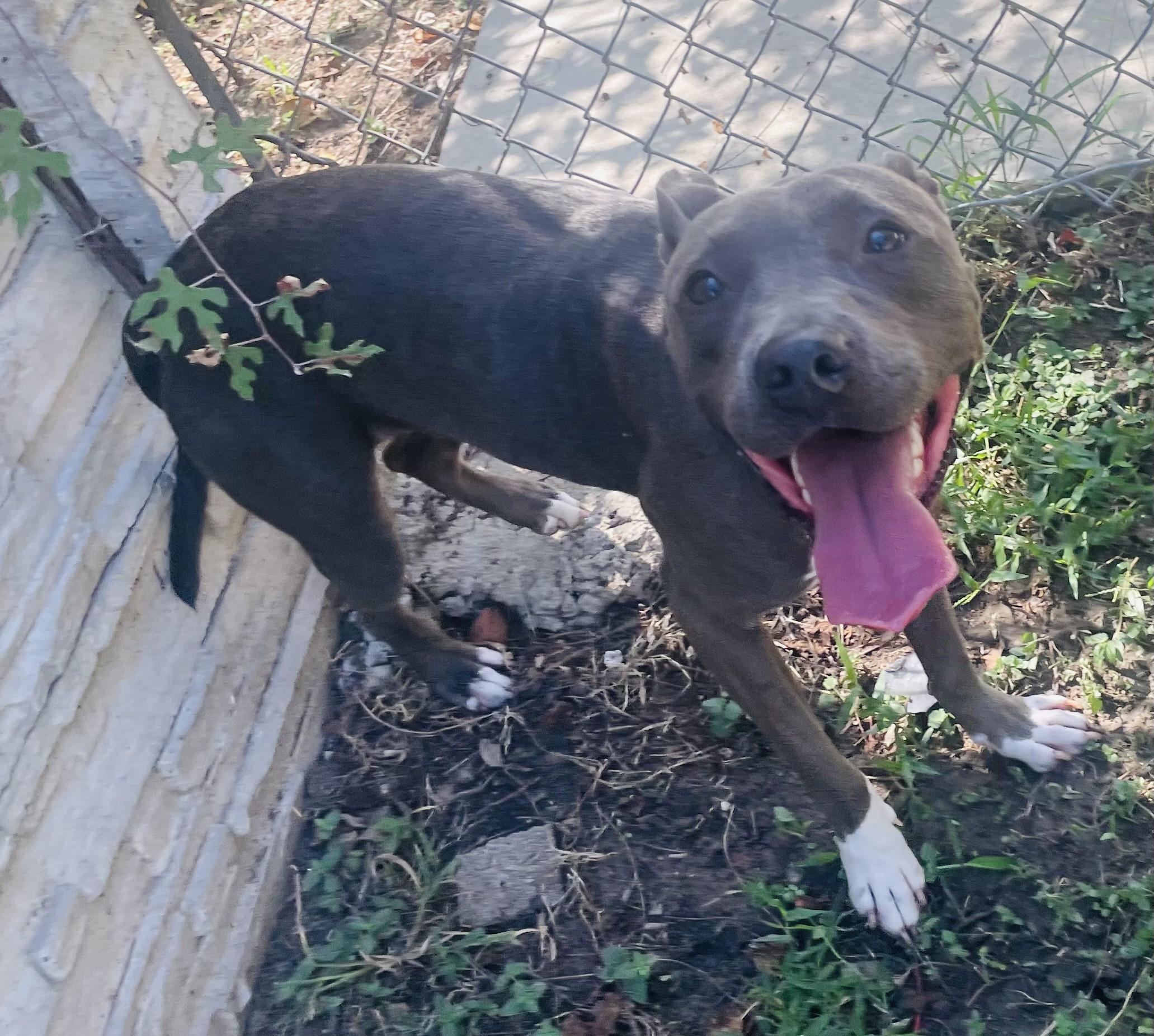 Sealy, Adoptable, Young Female Pit Bull Terrier.