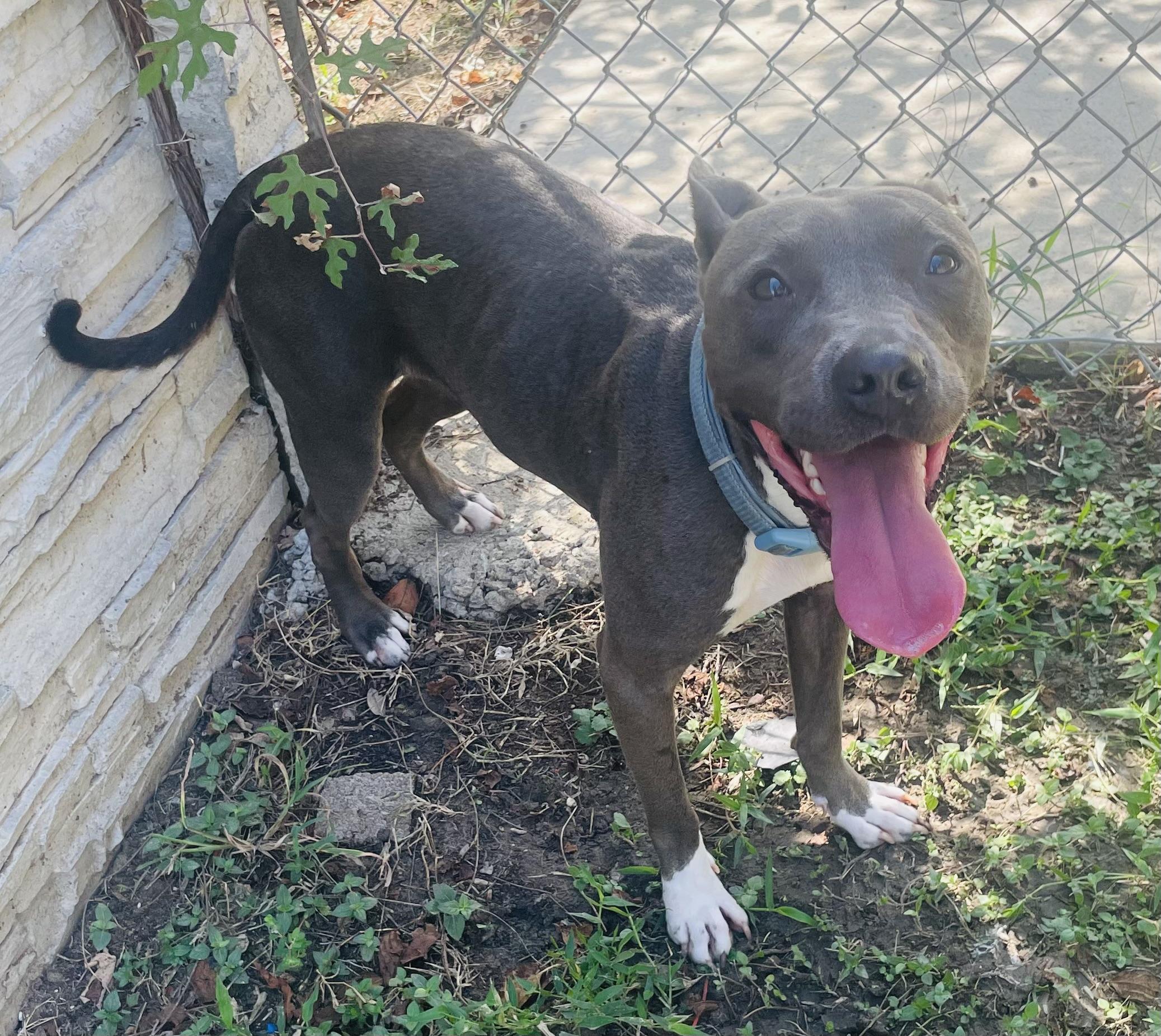 Enlarge Sealy, a Adoptable mixed breed in Seabrook, TX image 2/6