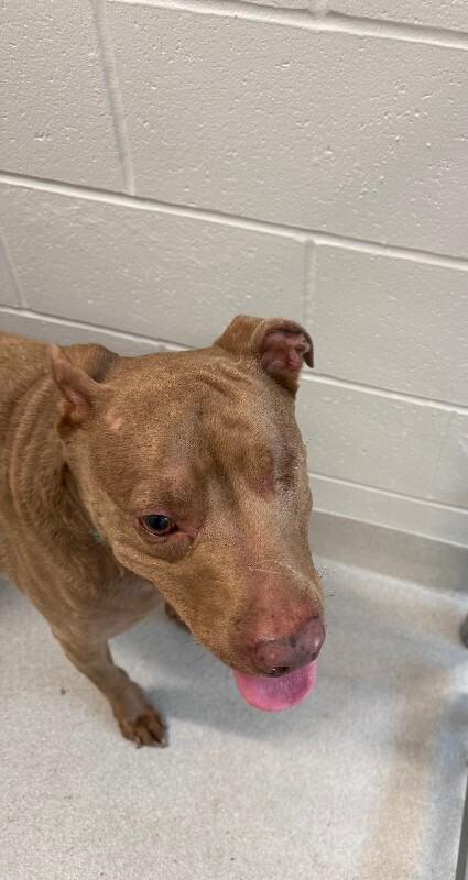 Enlarge Danny, a Adoptable Mixed Breed in Rochester, NY image 1/3
