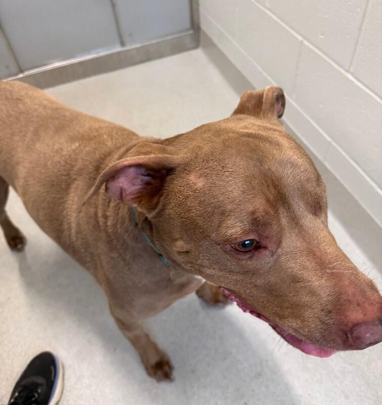 Enlarge Danny, a Adoptable Mixed Breed in Rochester, NY image 2/3