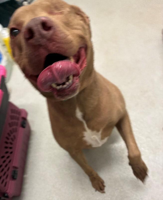 Enlarge Danny, a Adoptable Mixed Breed in Rochester, NY image 3/3