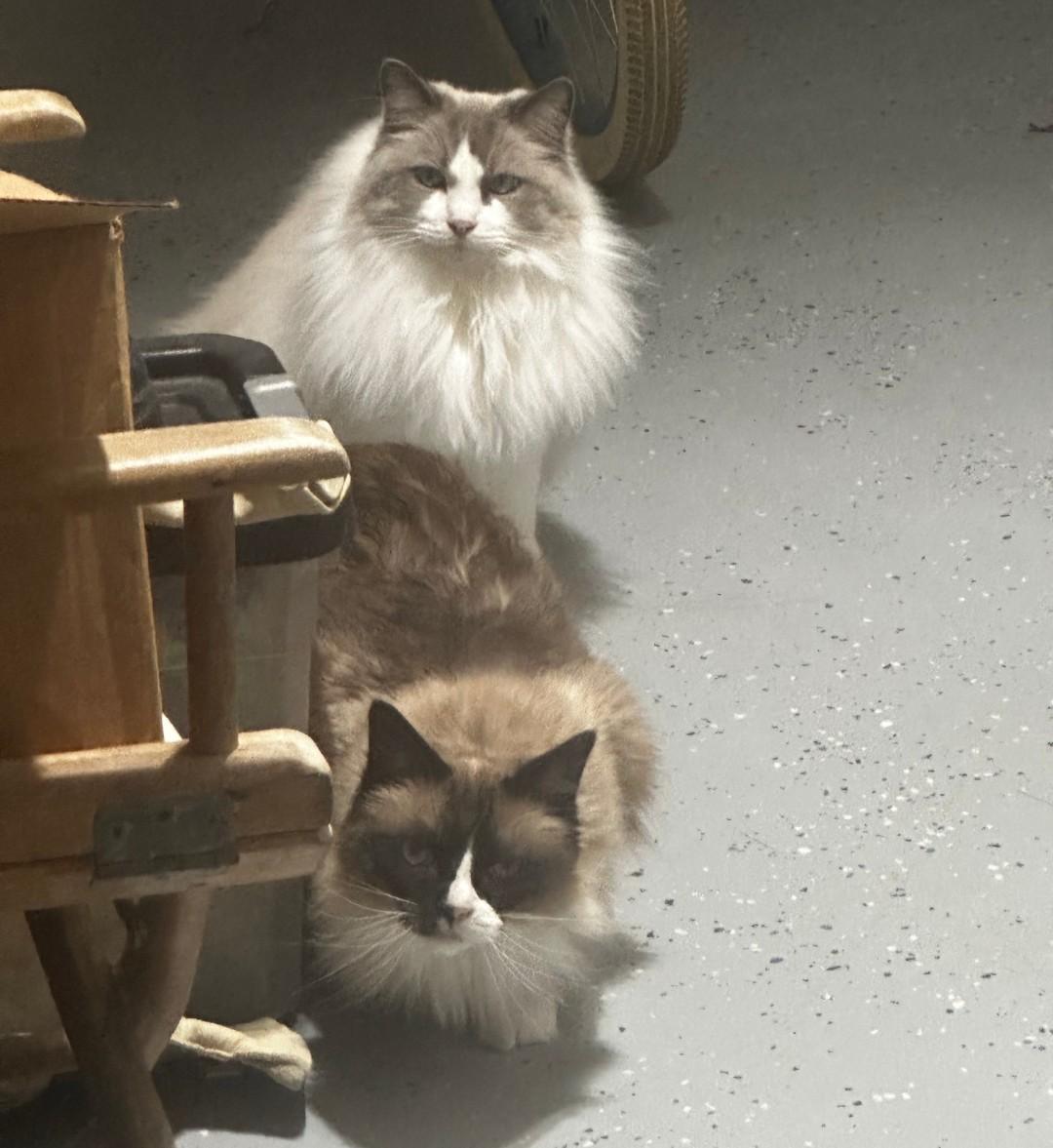 Oliver - courtesy posting, an adopted Ragdoll in Hendersonville, TN image 2/2