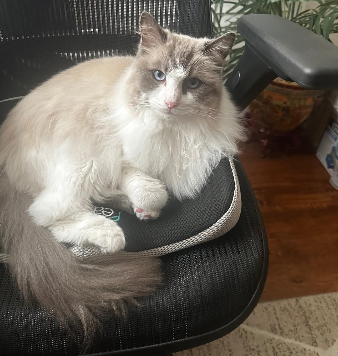 Oliver - courtesy posting, adopted, Senior Male Ragdoll.