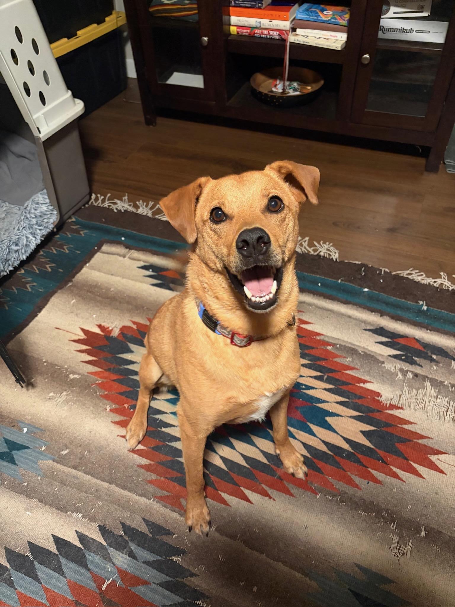 Cooper, ADOPTABLE, Adult Male Mixed Breed.