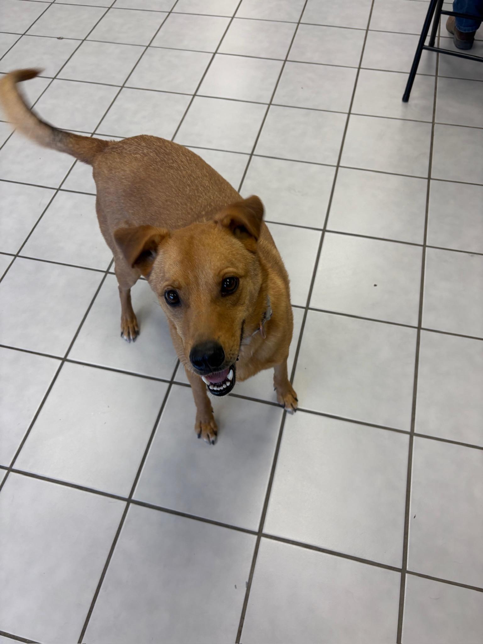 Enlarge Cooper, a ADOPTABLE mixed breed in Durango, CO image 6/6