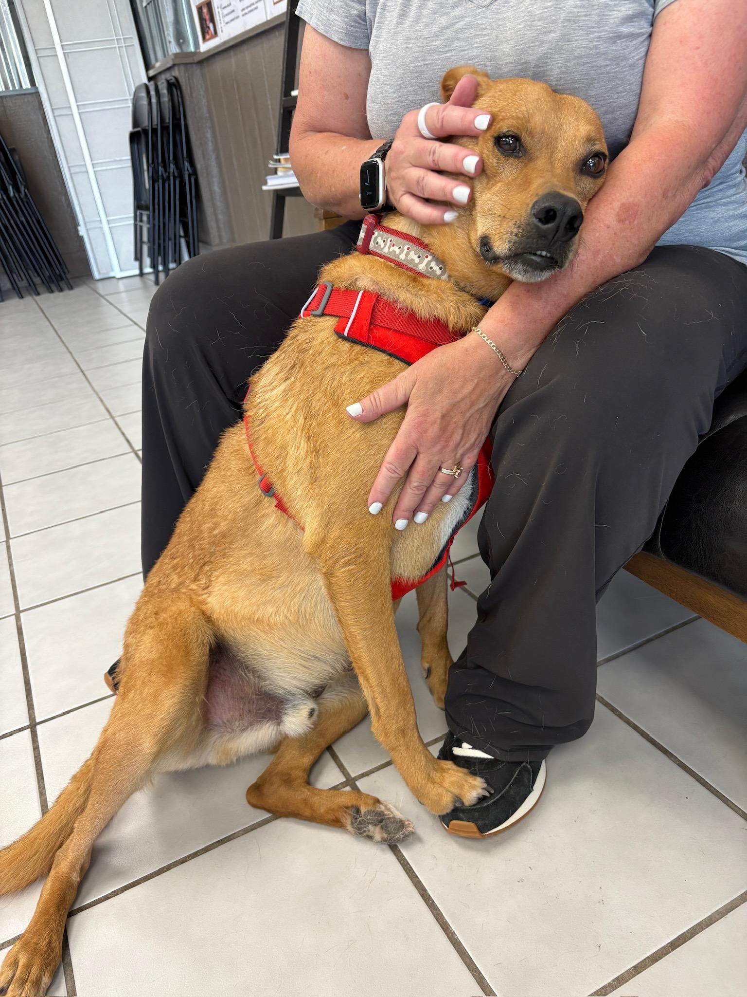 Enlarge Cooper, a ADOPTABLE mixed breed in Durango, CO image 5/6