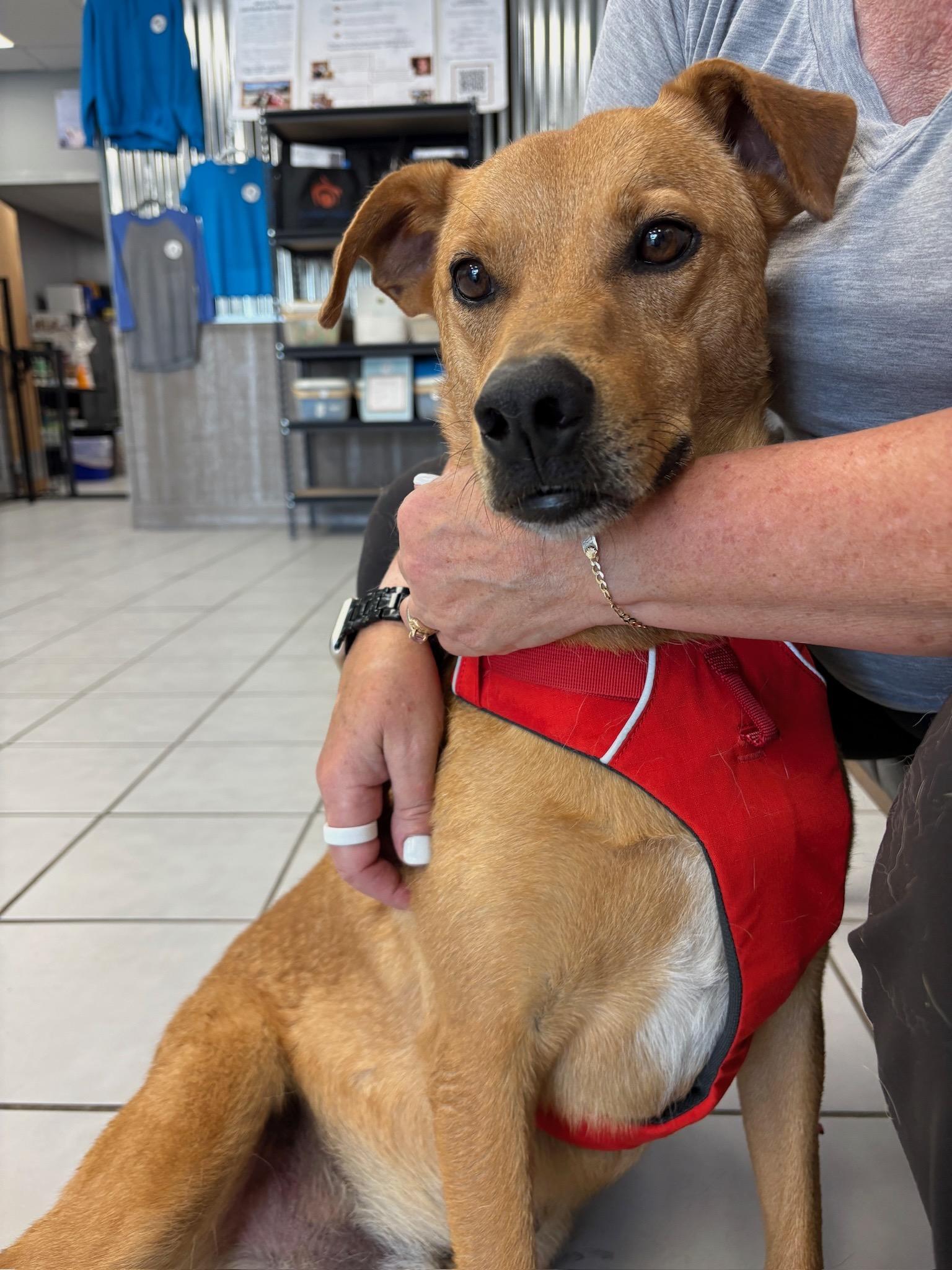 Enlarge Cooper, a ADOPTABLE mixed breed in Durango, CO image 2/6