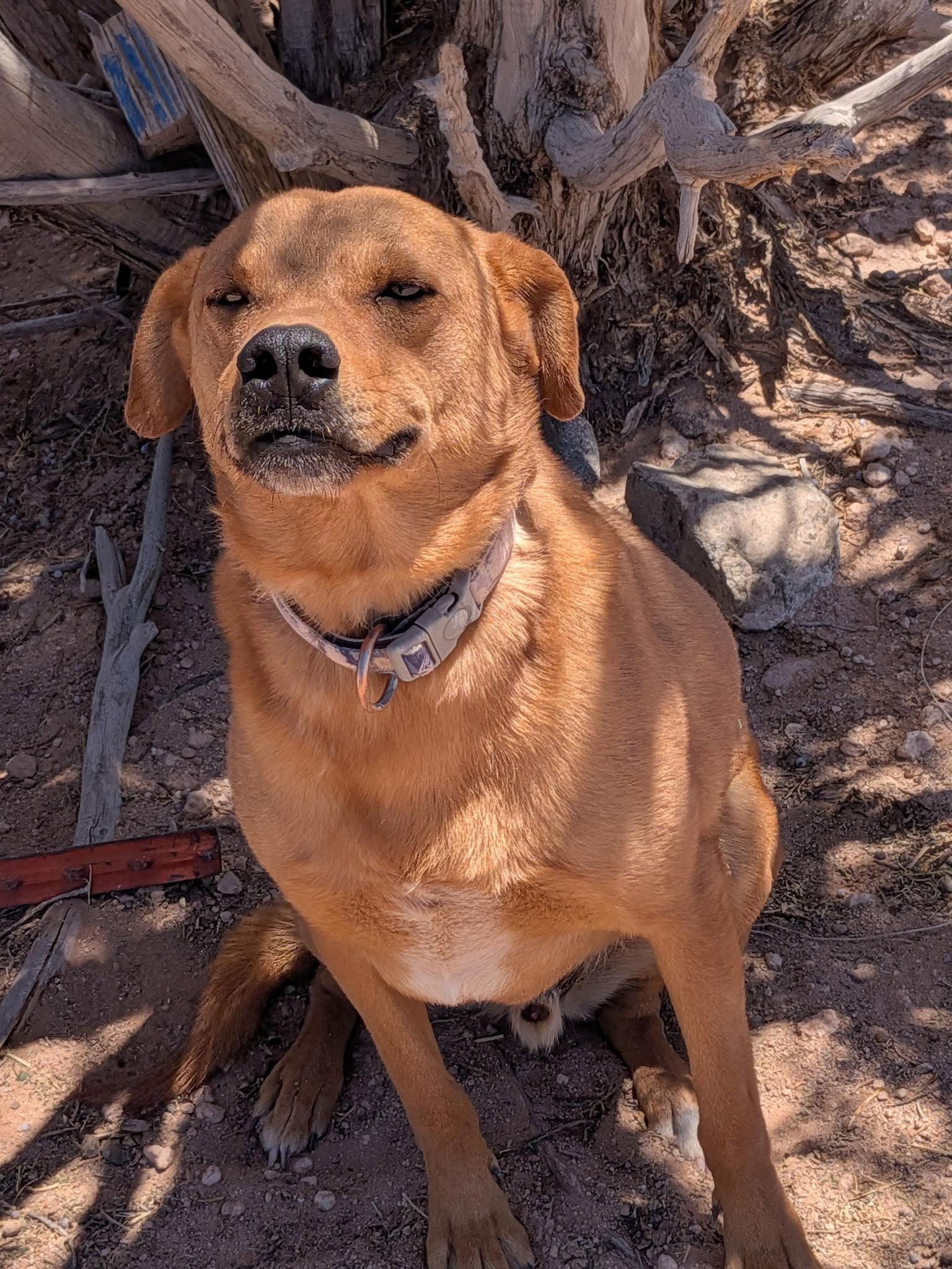 Enlarge Cooper, a ADOPTABLE mixed breed in Durango, CO image 4/6