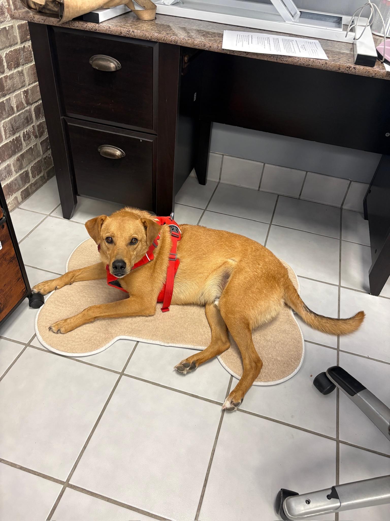 Enlarge Cooper, a ADOPTABLE mixed breed in Durango, CO image 3/6