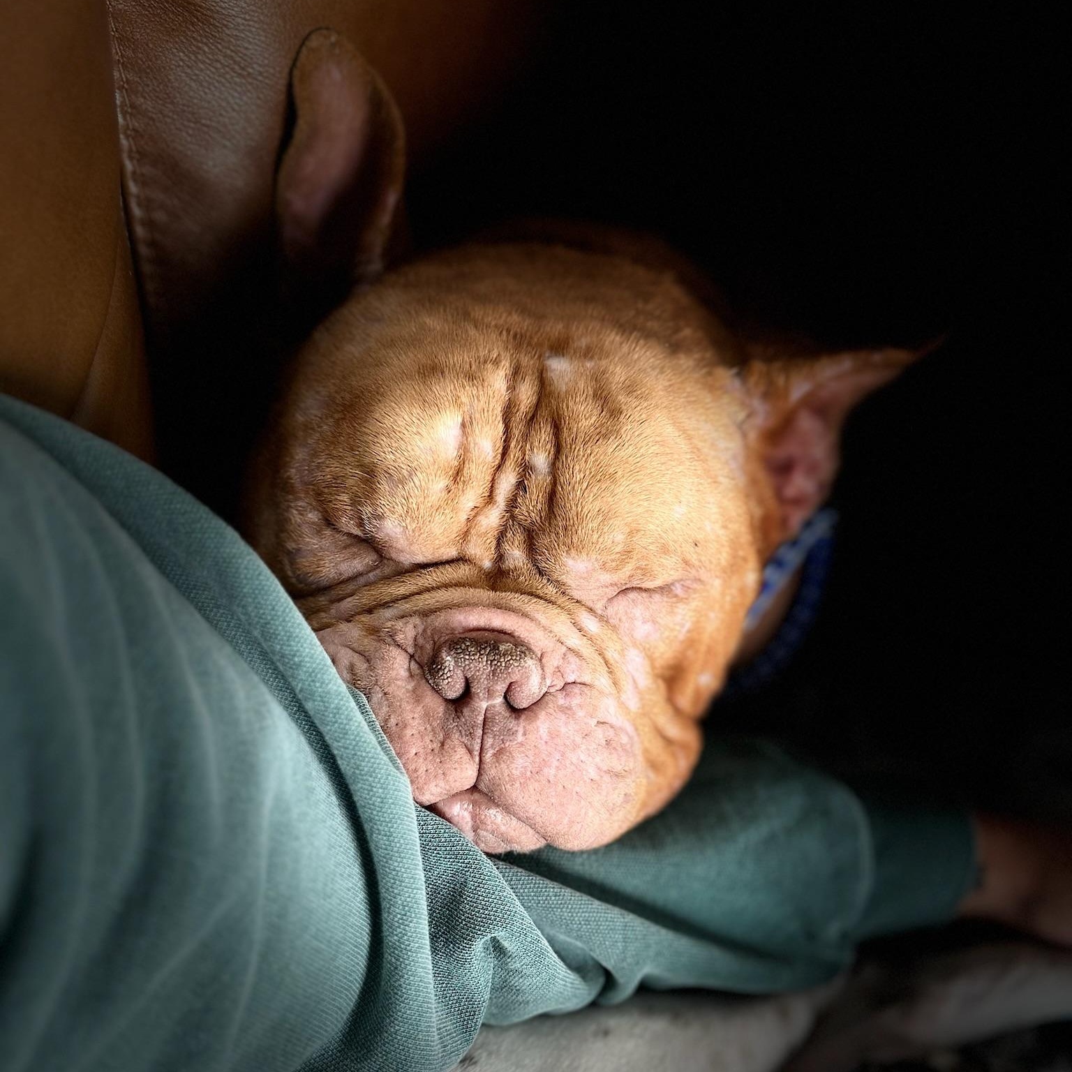 Enlarge Tater, an adopted mixed breed in Ypsilanti, MI image 2/3