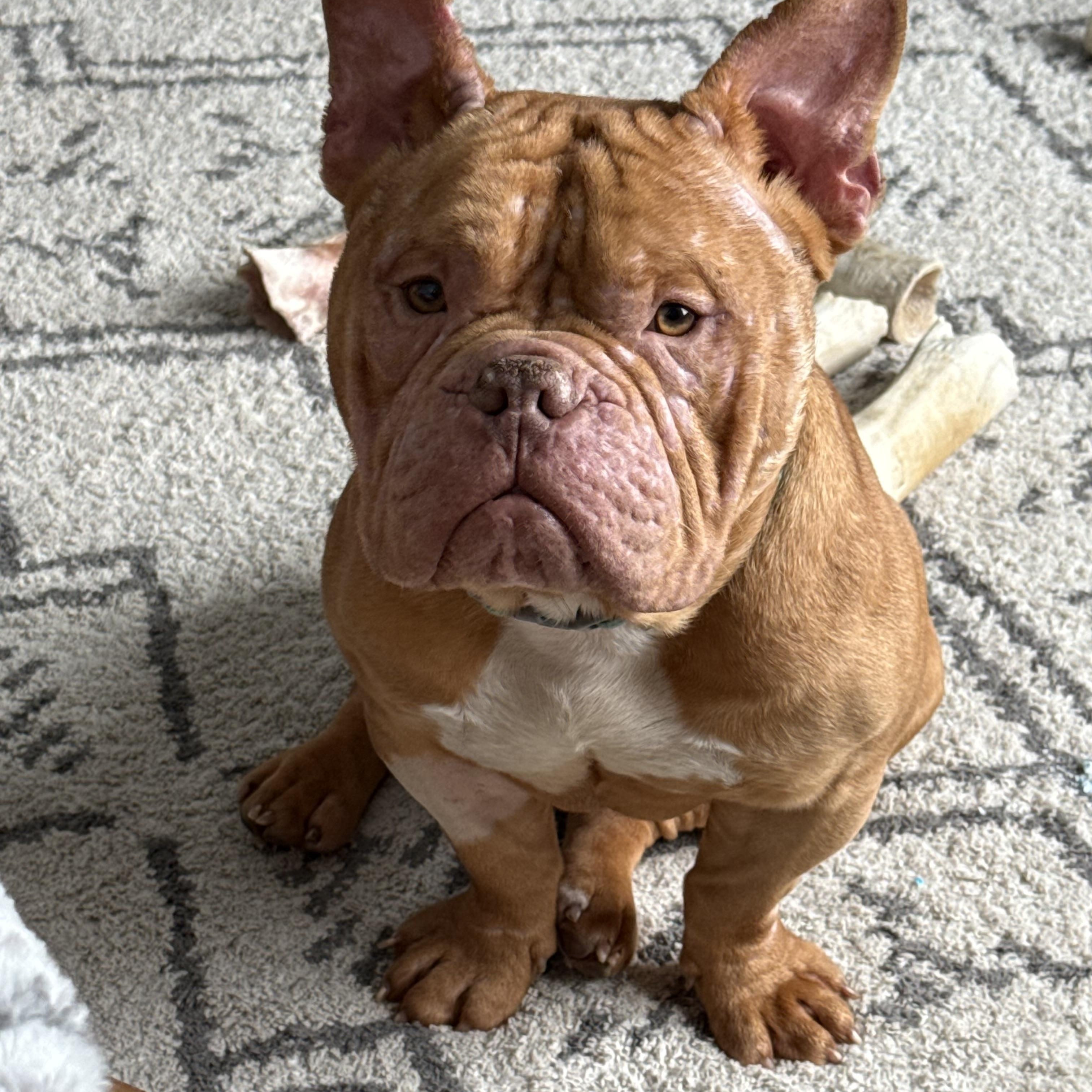 Enlarge Tater, an adopted mixed breed in Ypsilanti, MI image 1/3