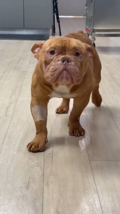 Enlarge Tater, an adopted mixed breed in Ypsilanti, MI video 3/3