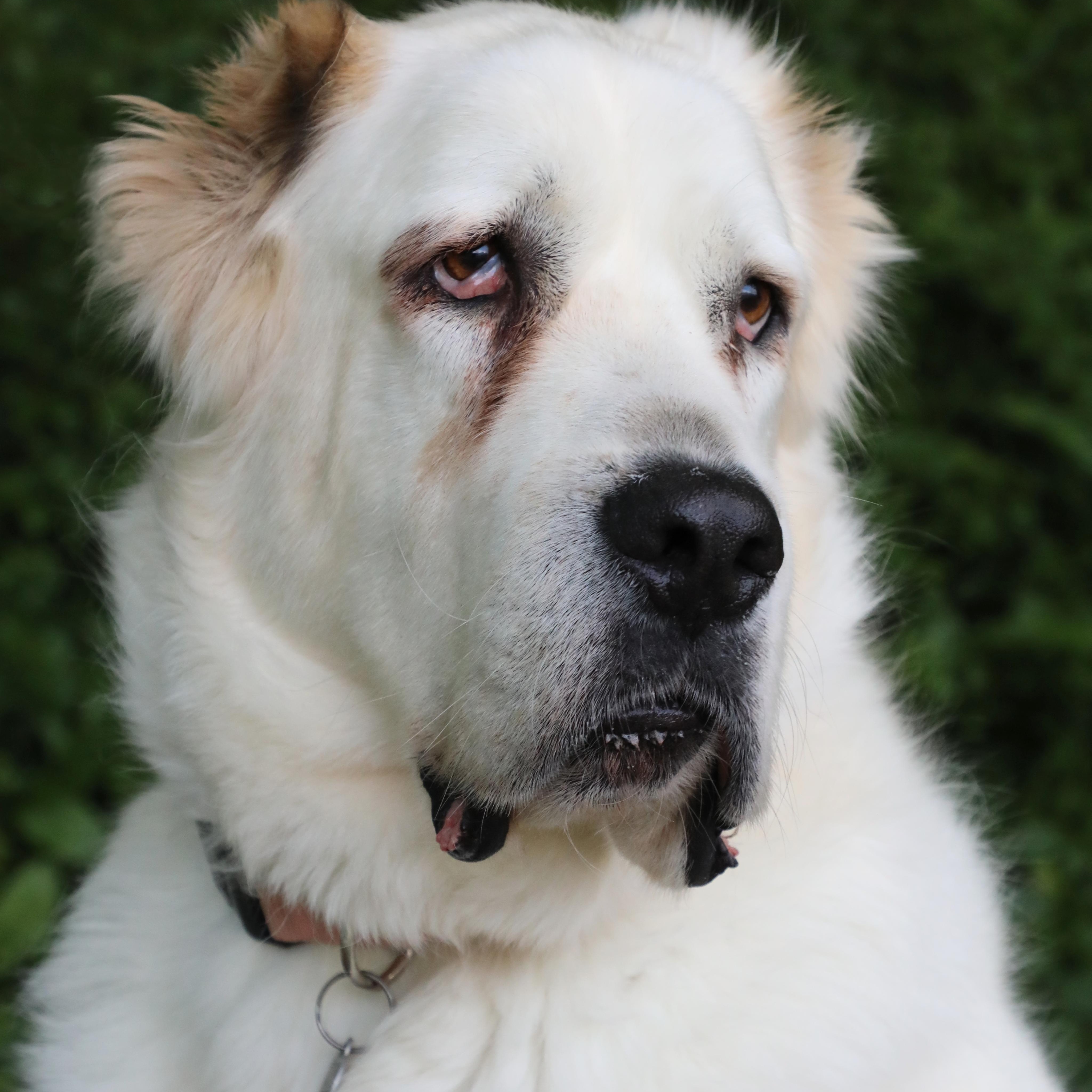 Waffle, Adoptable, Adult Female Great Pyrenees.