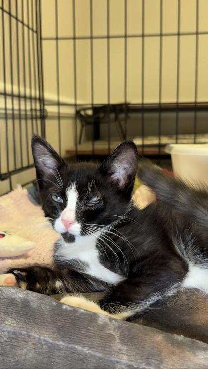 Burberry, Adoptable, Kitten Male Domestic Short Hair & Domestic Short Hair.