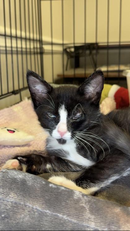 Burberry, Adoptable, Kitten Male Domestic Short Hair & Domestic Short Hair.
