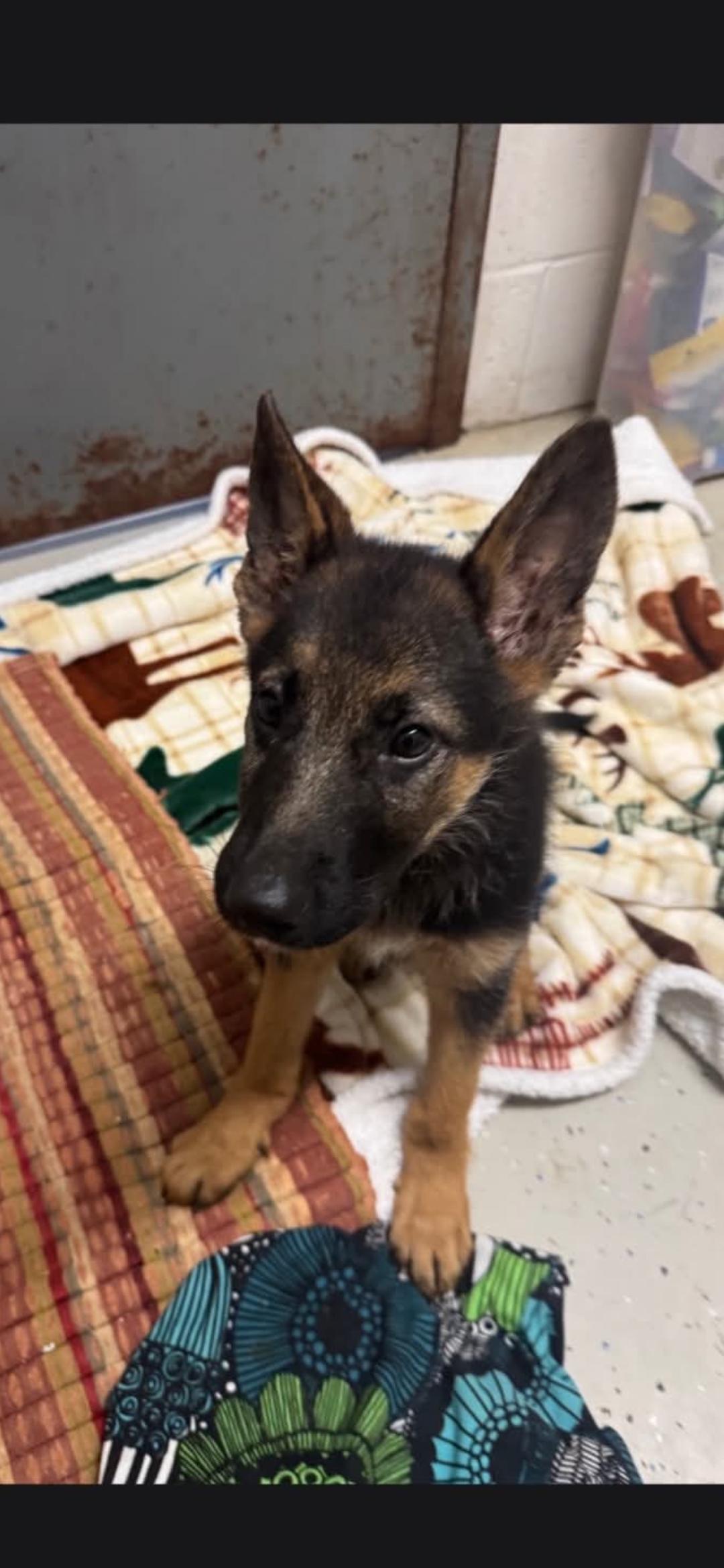 Colt, Adopted, Puppy Male German Shepherd Dog.