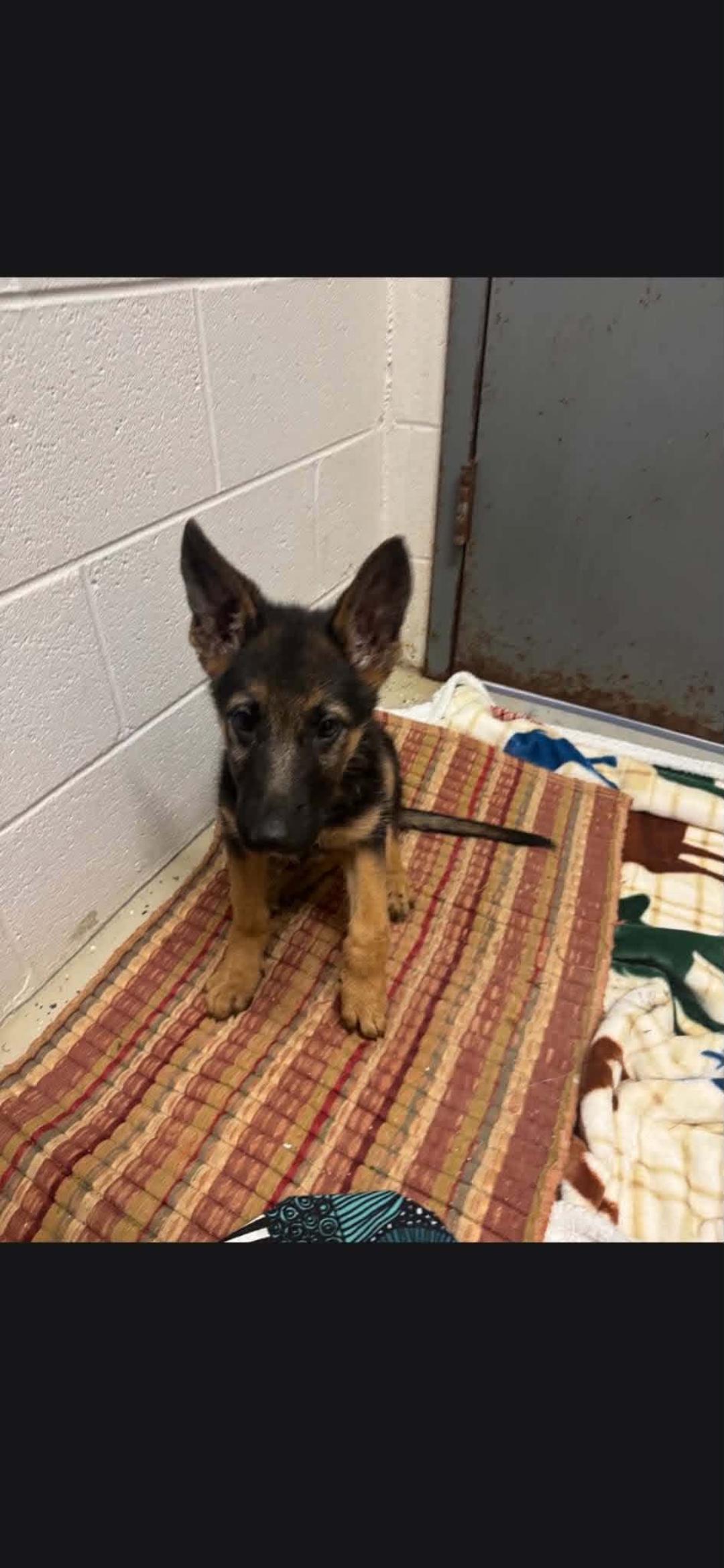 Colt, a Adopted German Shepherd Dog in merrillville, IN image 2/2