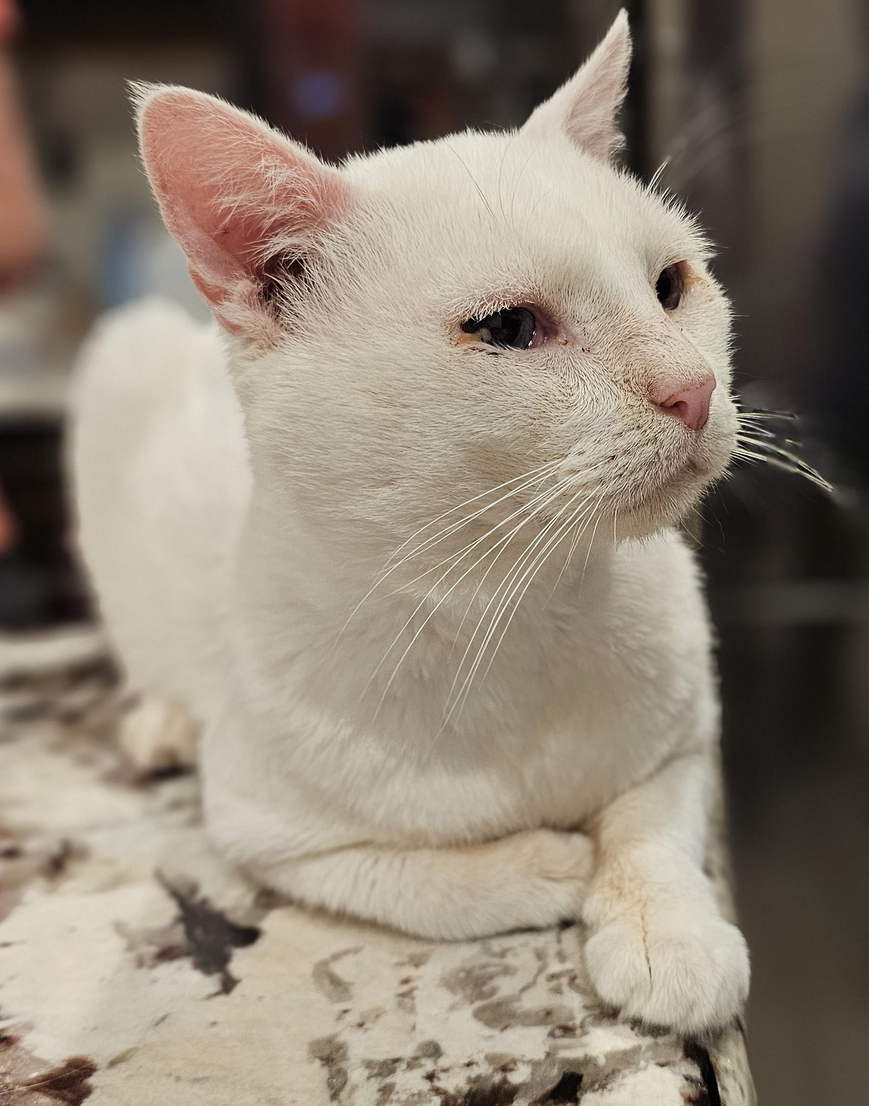 2Paw, an adoptable Domestic Short Hair in Fort Worth, TX image 6/6