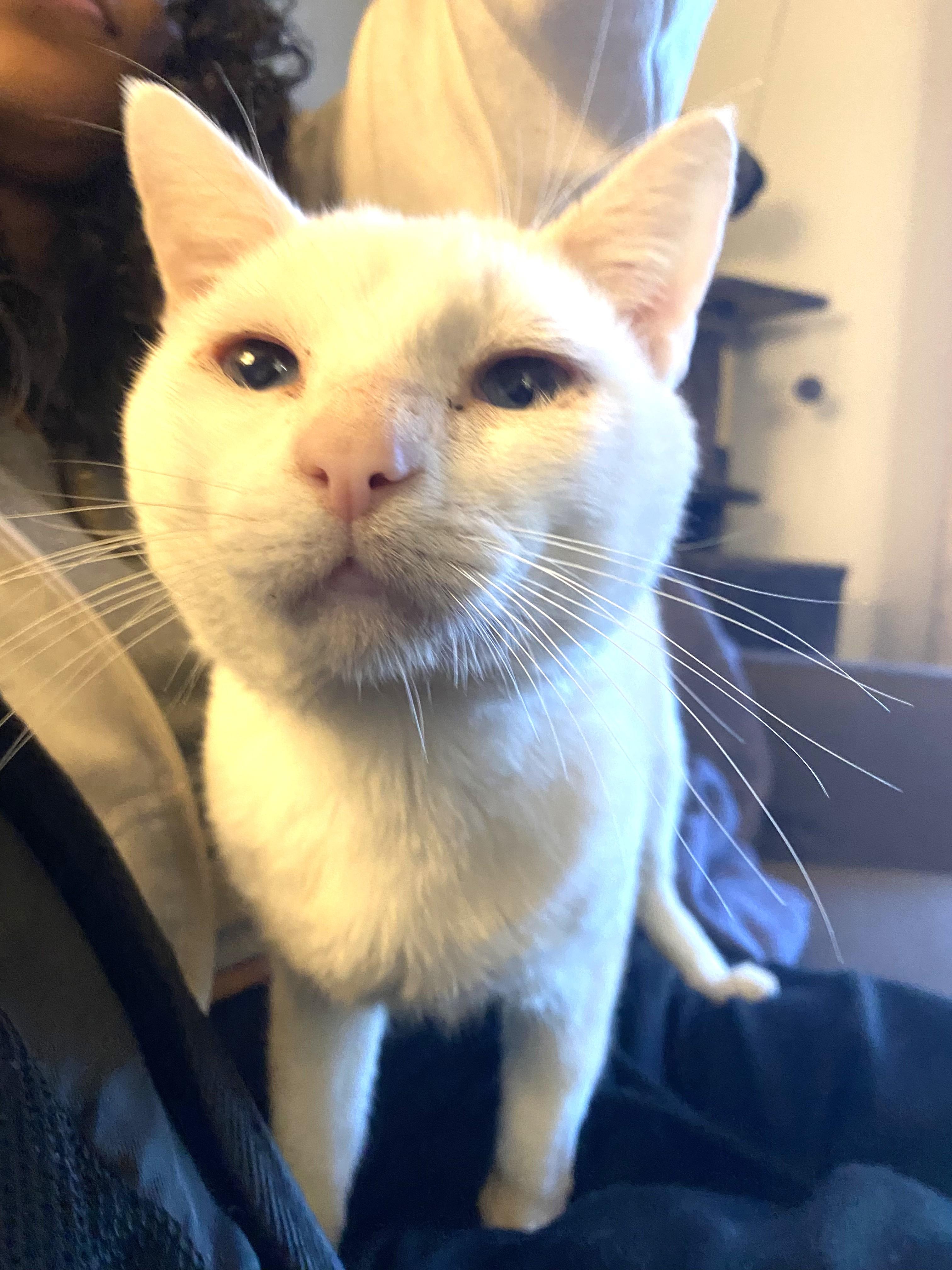 2Paw, an adoptable Domestic Short Hair in Fort Worth, TX image 5/6