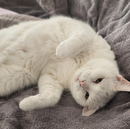 2Paw, adoptable, Adult Male Domestic Short Hair.