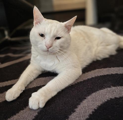2Paw, an adoptable Domestic Short Hair in Fort Worth, TX image 3/6