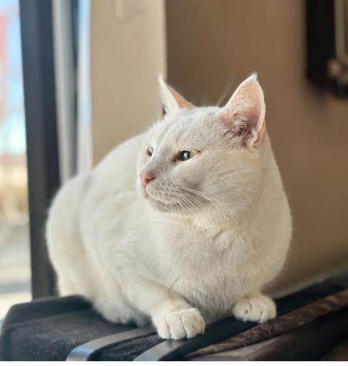 2Paw, an adoptable Domestic Short Hair in Fort Worth, TX image 2/6