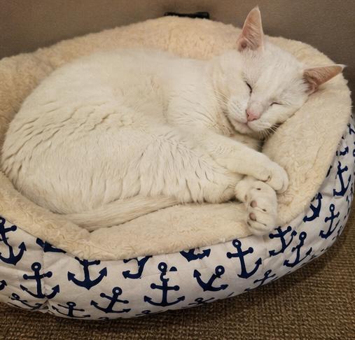2Paw, an adoptable Domestic Short Hair in Fort Worth, TX image 4/6