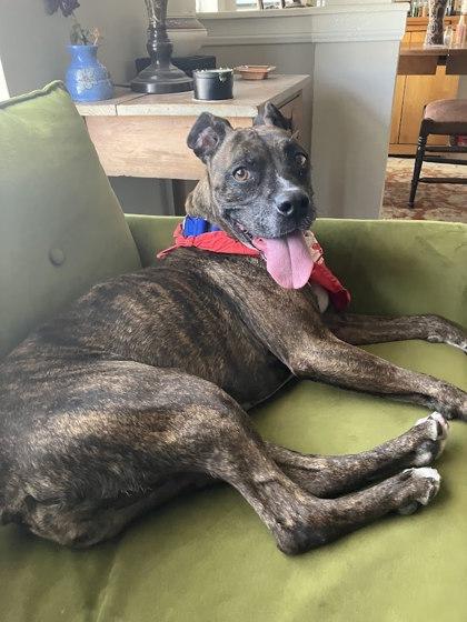 Hazel — thumbnail 2