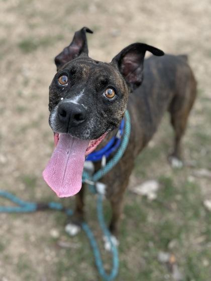 Hazel — thumbnail 3