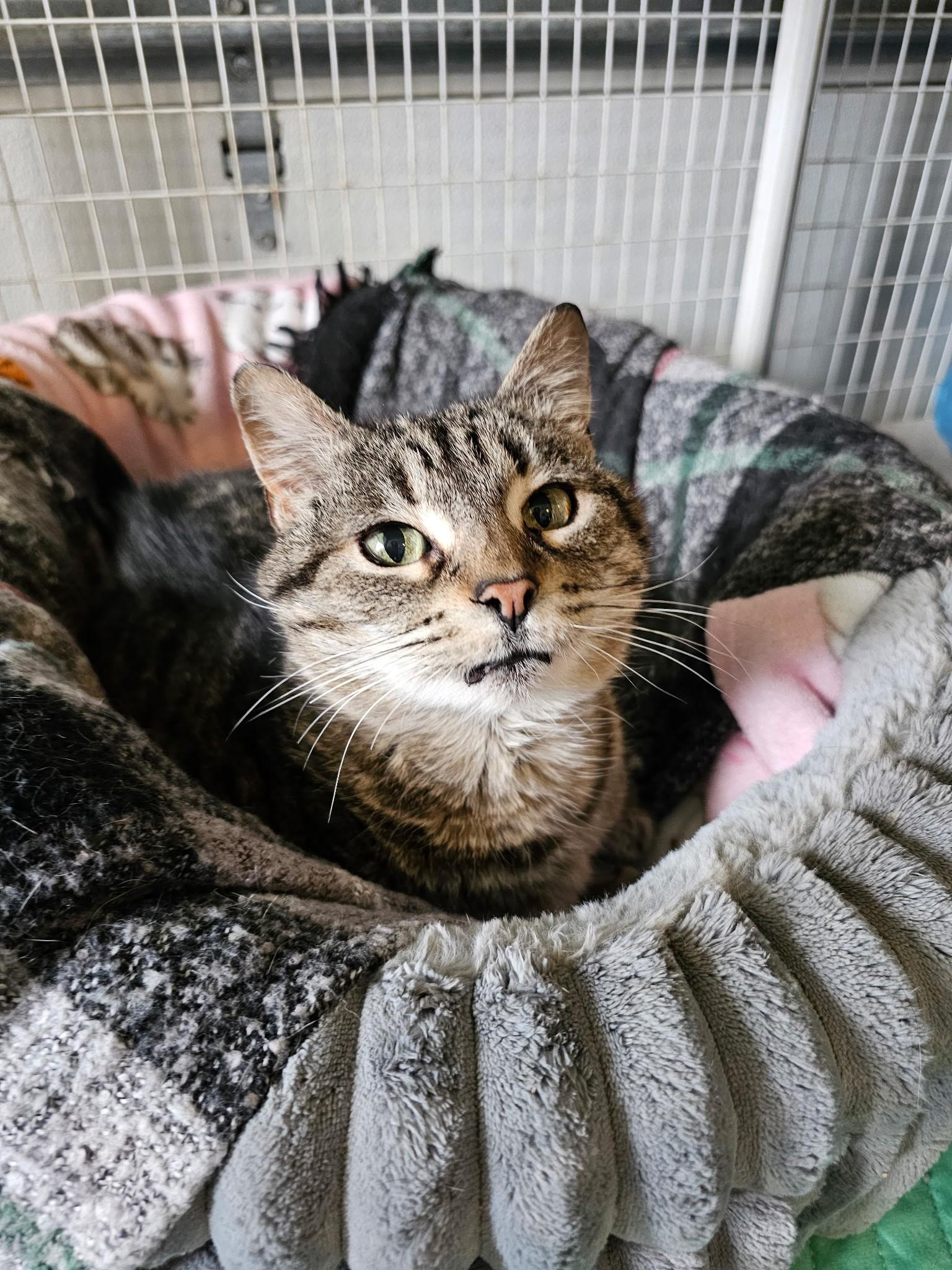 Penny, ADOPTABLE, Senior Female Domestic Short Hair.