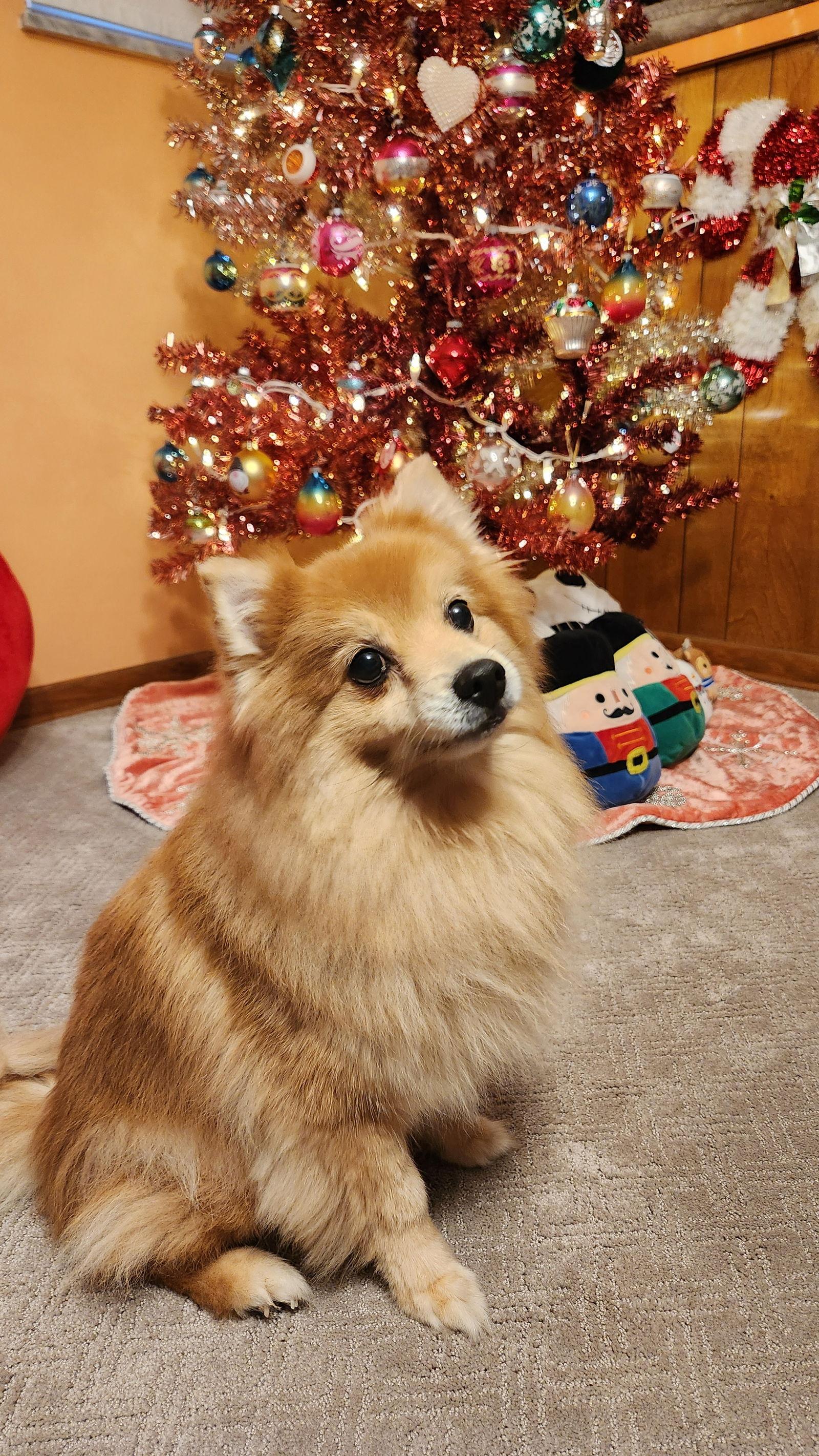 Enlarge Hazel Belle, a Adoptable Pomeranian in Lebanon, PA image 1/3