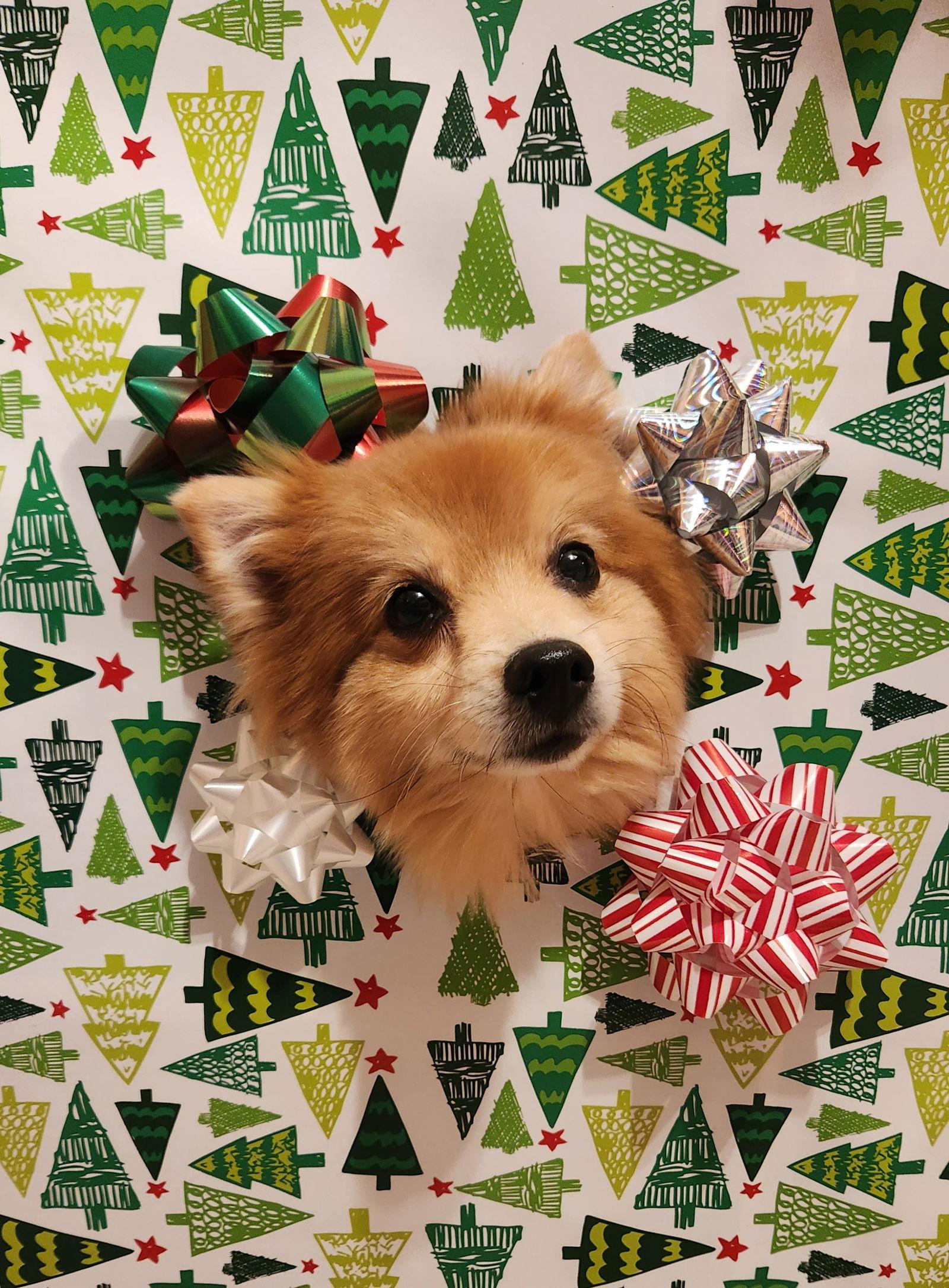 Enlarge Hazel Belle, a Adoptable Pomeranian in Lebanon, PA image 2/3