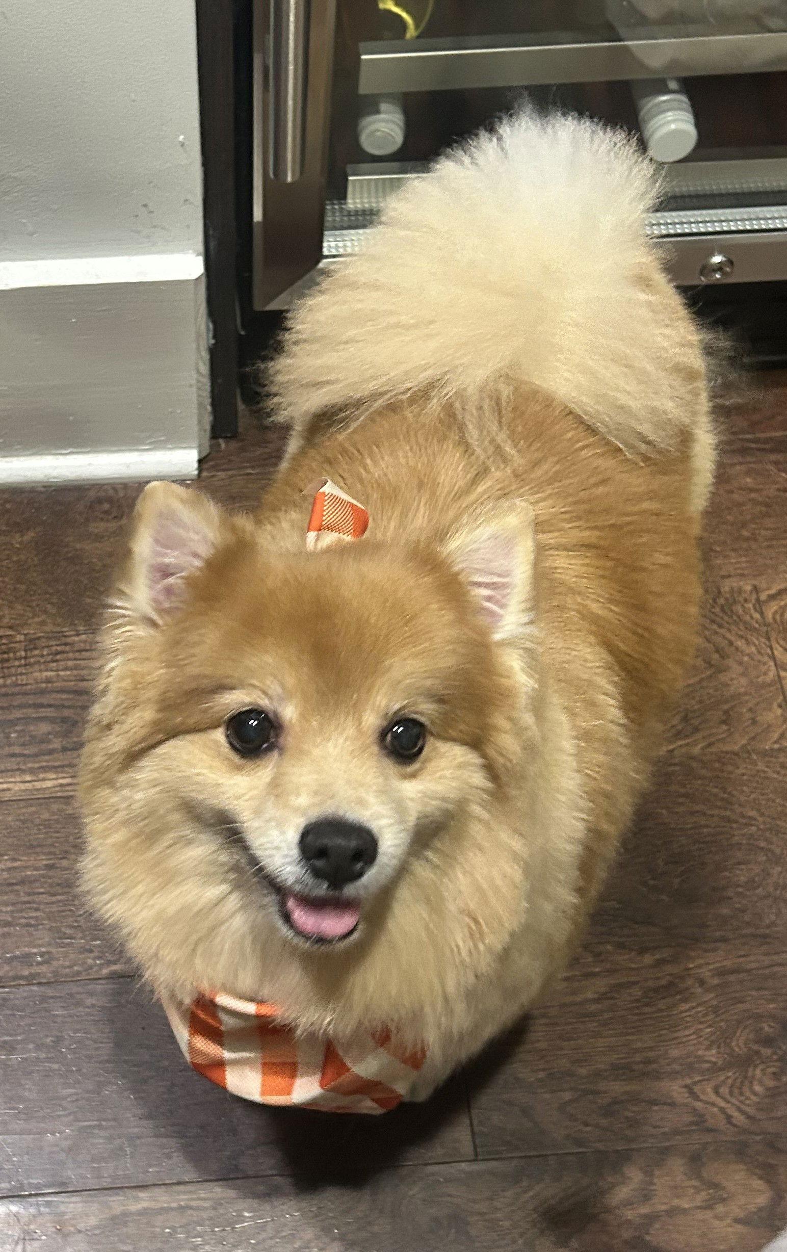 Enlarge Hazel Belle, a Adoptable Pomeranian in Lebanon, PA image 3/3