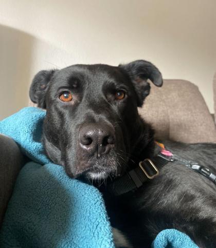 Freddy IN FOSTER, Adoptable, Adult Male Labrador Retriever & Mixed Breed.