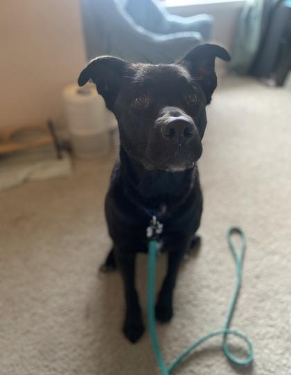 Enlarge Freddy IN FOSTER, a Adoptable mixed breed in Burlington, WA image 2/3