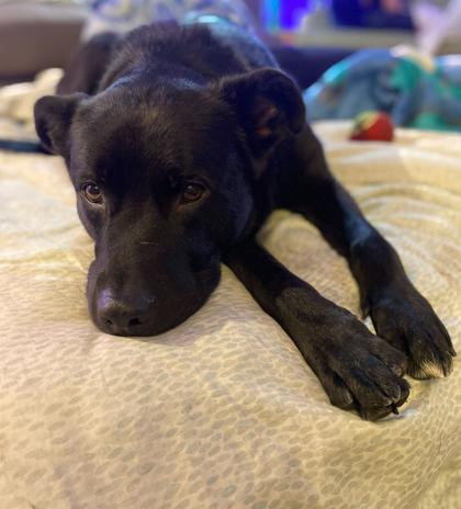 Freddy IN FOSTER, Adoptable, Adult Male Labrador Retriever & Mixed Breed.