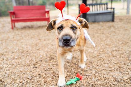Golden Freddy, Adoptable, Adult Male Mixed Breed & Mixed Breed.